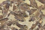 12.5" Fossil Fish (Gosiutichthys) Mortality Plate - Lake Gosiute - #130031-2
